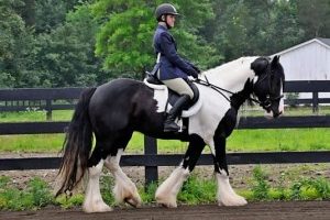 Rider riding black and white horse