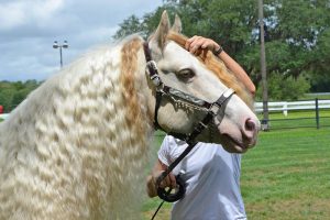 White horse being evaluated