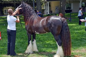 Woman standing next to large brown horse