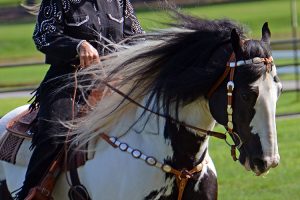 Rider riding black and white horse