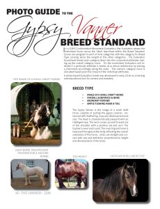 Photo Guide to the Gypsy Vanner Breed Standard
