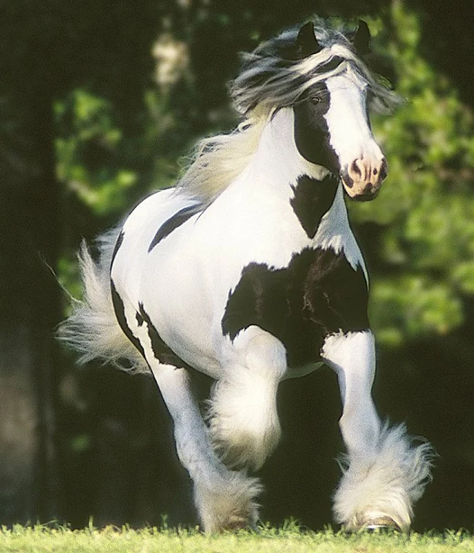 black and white horse running