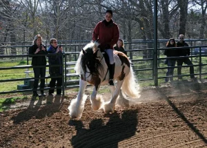 Horse being ridden in a corral