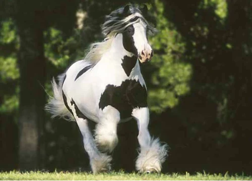 Horse running through grass