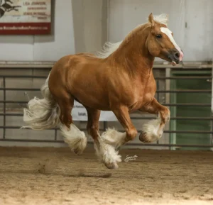 Brown horse in a corrall