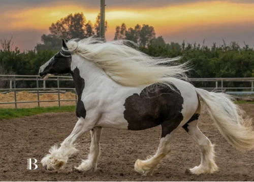 Horse running through dirt