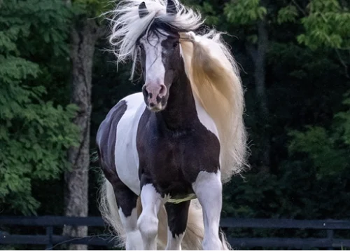 Black and white horse