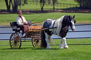 Carriage drawn by a horse